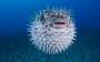 nations:pufferfish.jpg